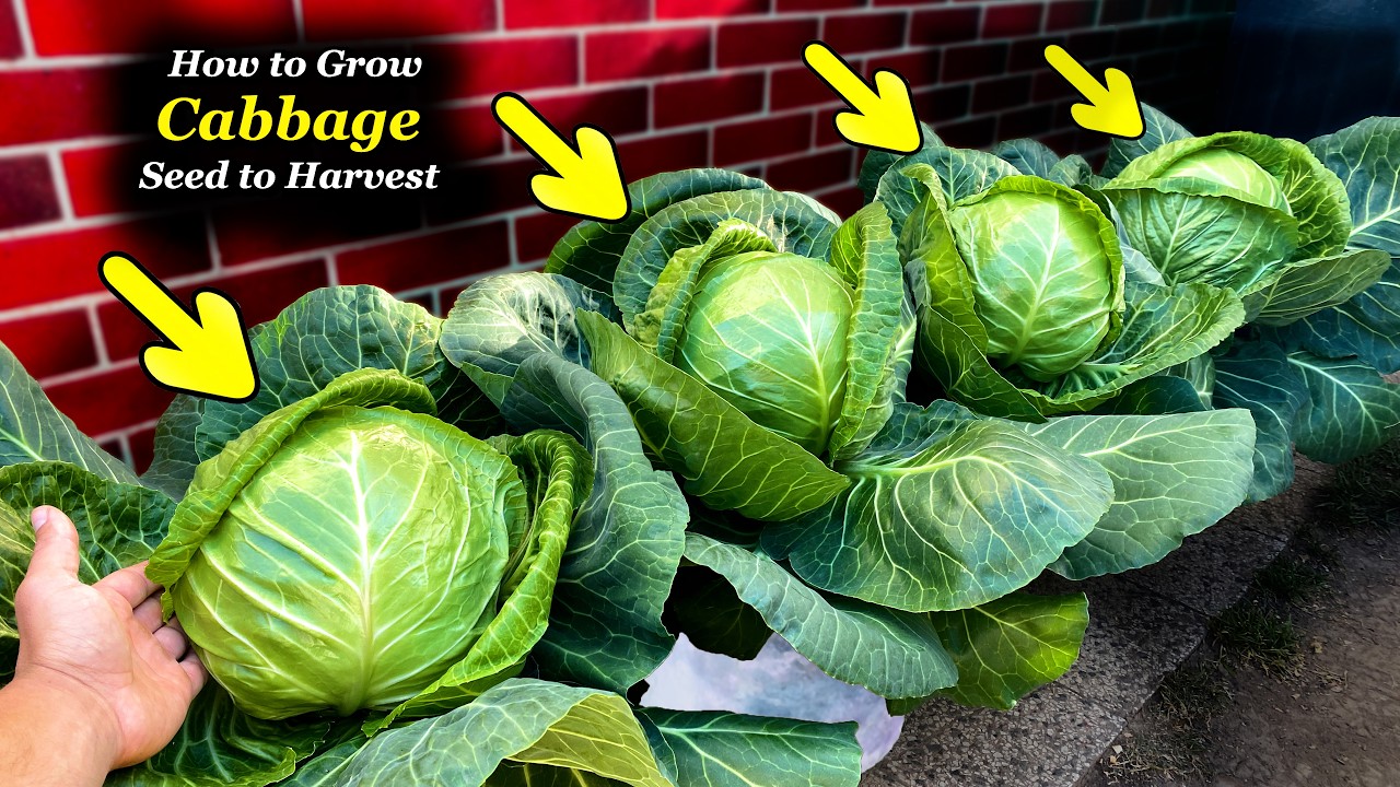 Выращивание Идеальной Капусты 🥬 в Контейнерах | Полное Руководство от Семян до Урожая