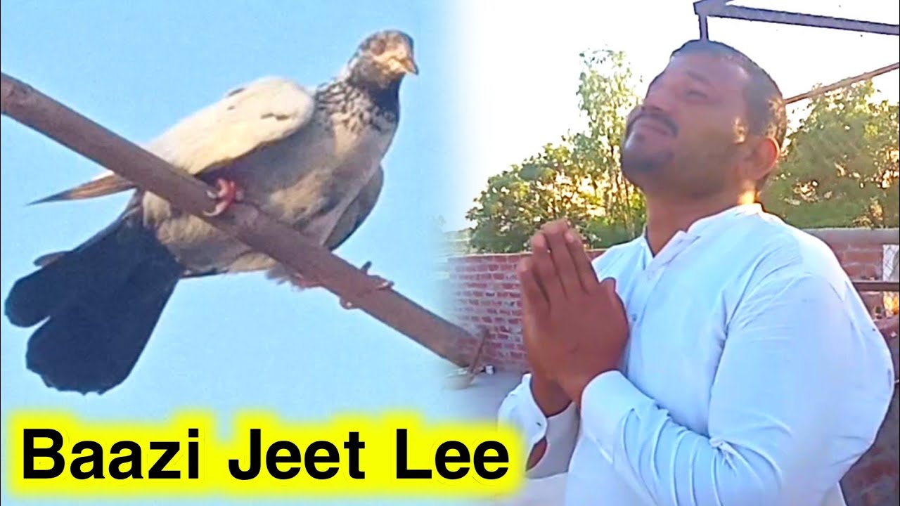 One Day Baazi Bhai Sheru Ne Jeet li 💪 | Kabooter Bazi In Pakistan | Pigeons Club
