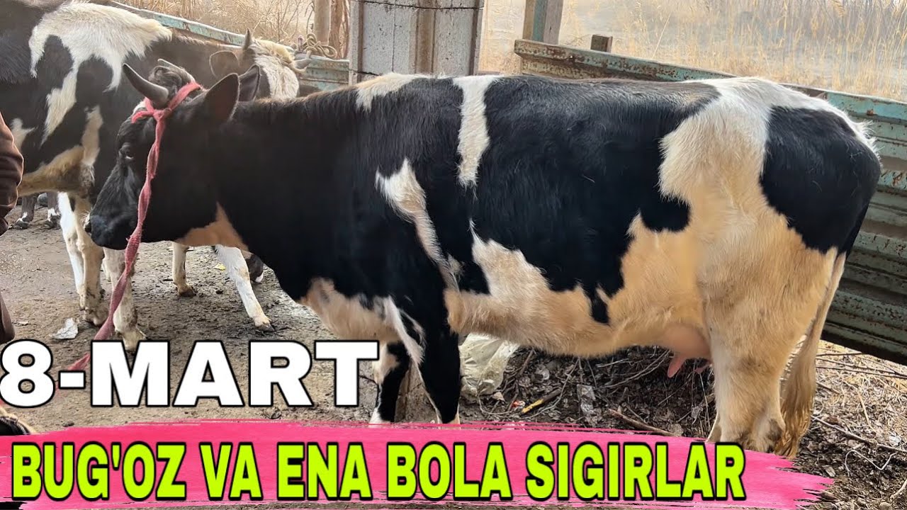 👉Beshariq mol bozori 2026 | Bug’oz va Ena bola sigirlar narxlari 