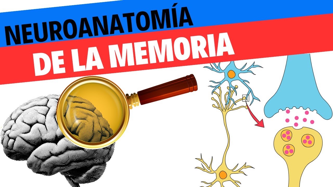 Neuroanatomía y fisiología de la memoria