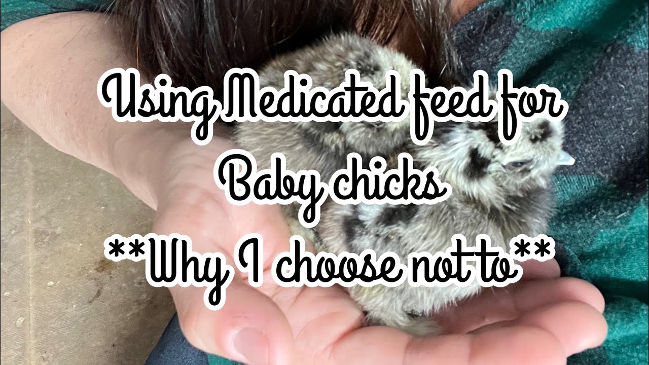 Baby Chicks **DON&rsquo;T** Need Medicated Feed
