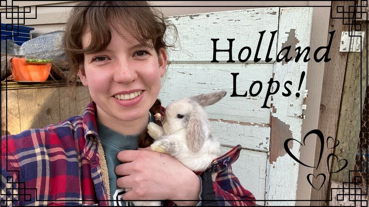 Easter Bunnies Episode 1: Holland Lops! 🐰