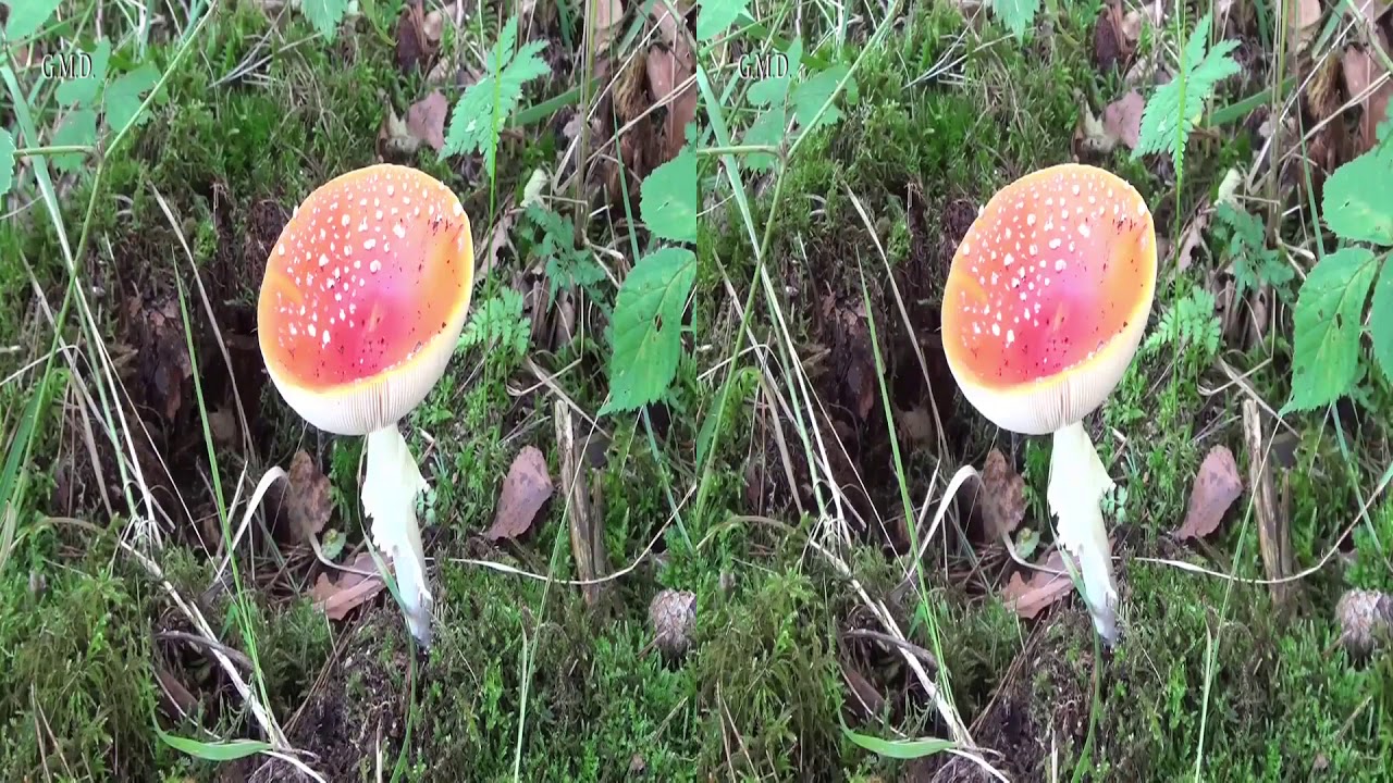 Autum in the forest 2018 3D nieuw