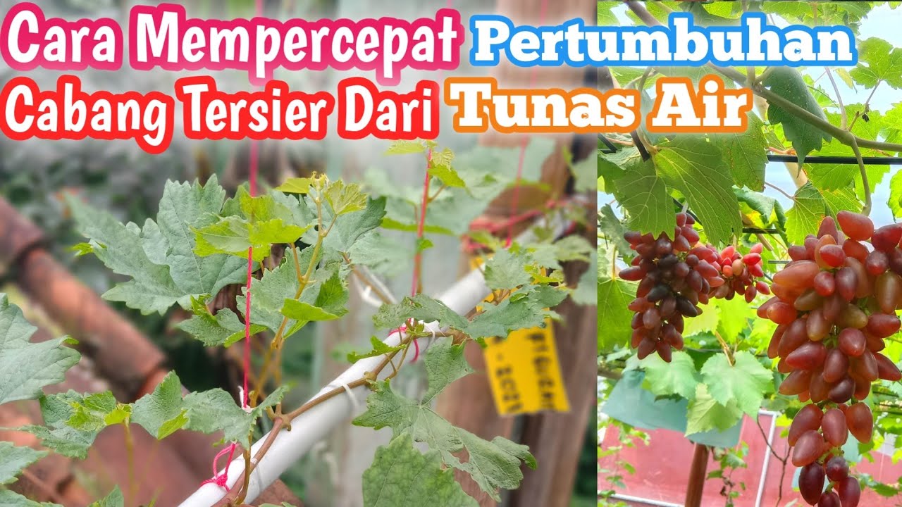 Cara Mempercepat Pertumbuhan Batang Tersier Anggur dari Tunas Air❗❗❗