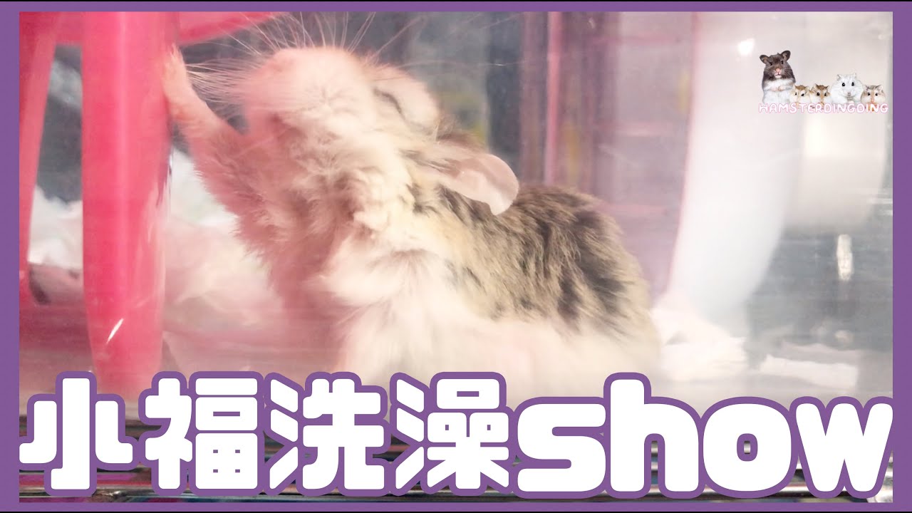 Hamsterdingding．老公公鼠洗澡show．倉鼠．小露寶．小路寶．老公公鼠 [小福Siu Fook]