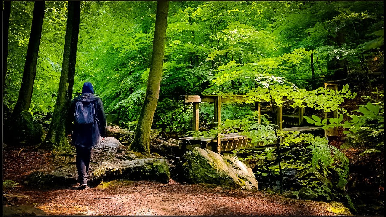 A Rainy Day Forest Escape: Tesla Drive & Nature Walk ~ Nikon Z8 + NIKKOR Z 50mm f/1.8 S