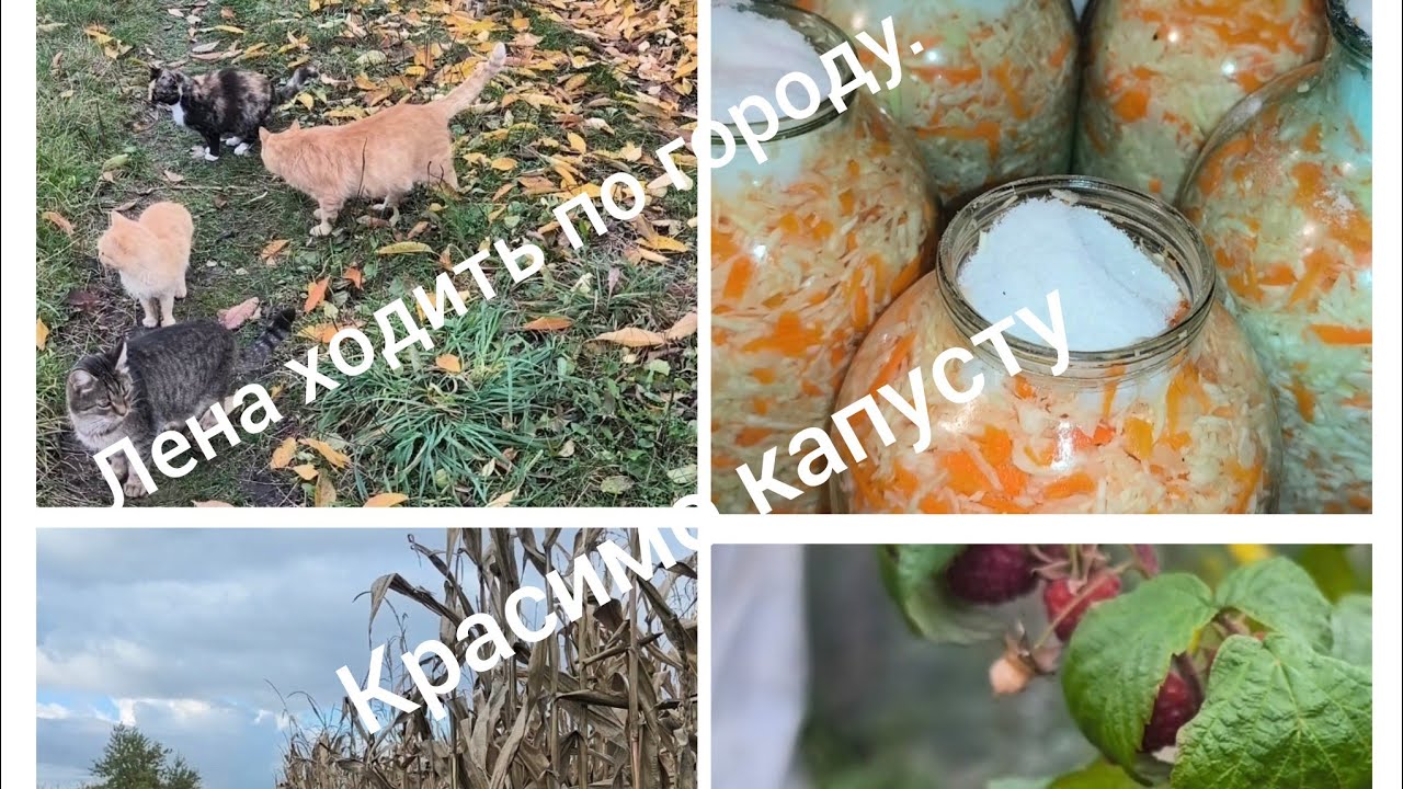 Квасимо капусту.Лена ходить по городу.
