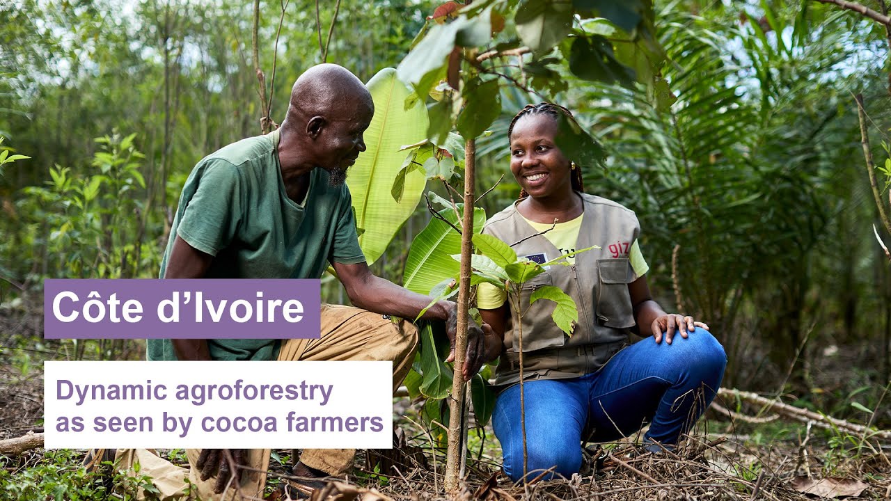 Côte d’Ivoire: Dynamic agroforestry as seen by cocoa farmers