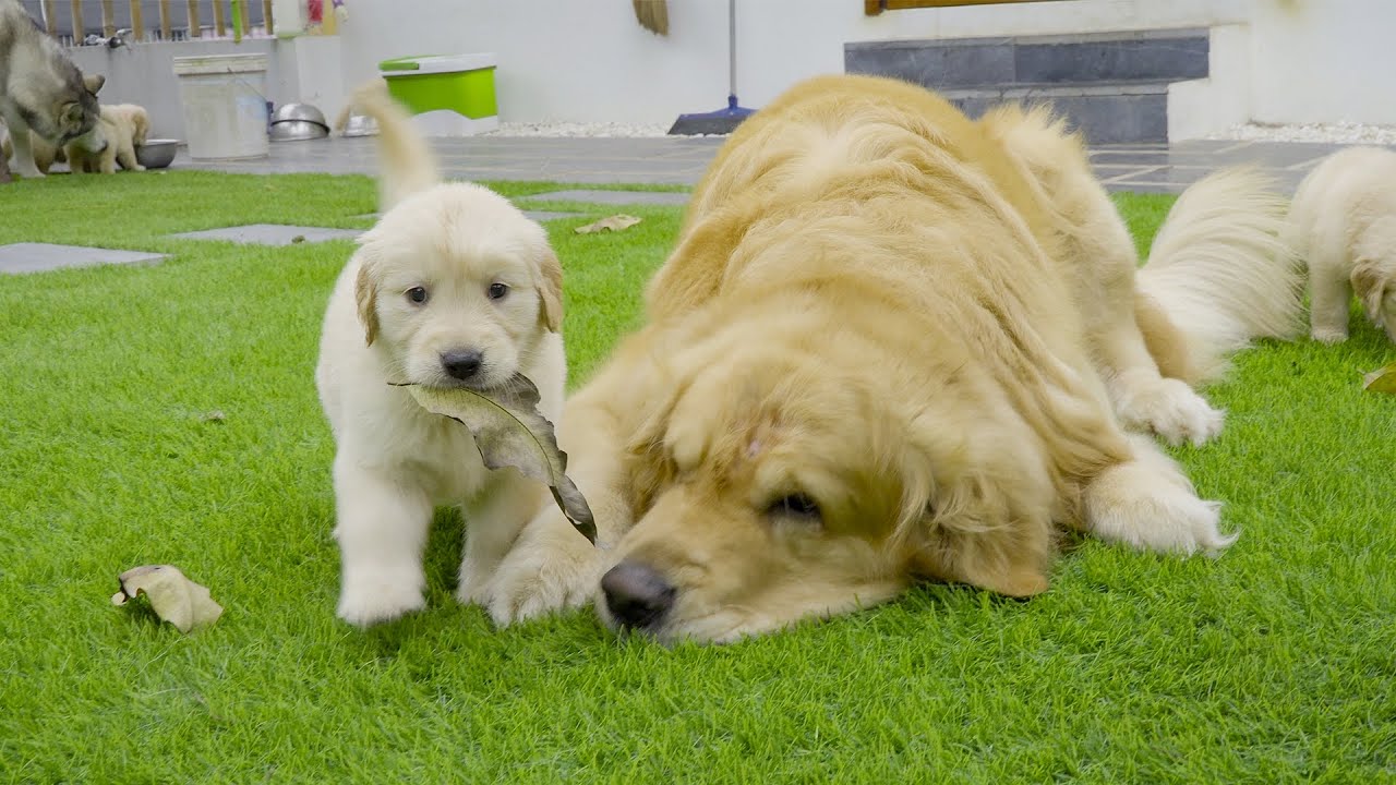 やっと子犬たちを自分の子供だと気付いたゴールデンレトリバーの父犬