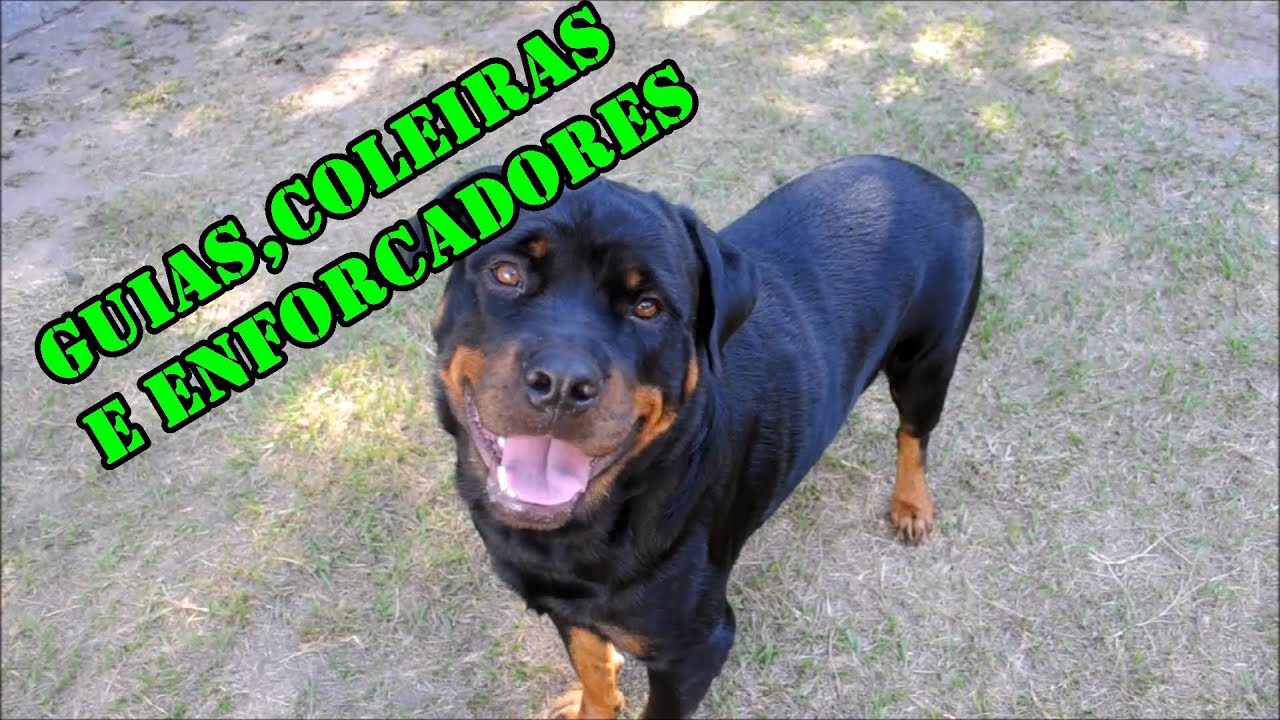 Guias,coleiras e enforcadores.
