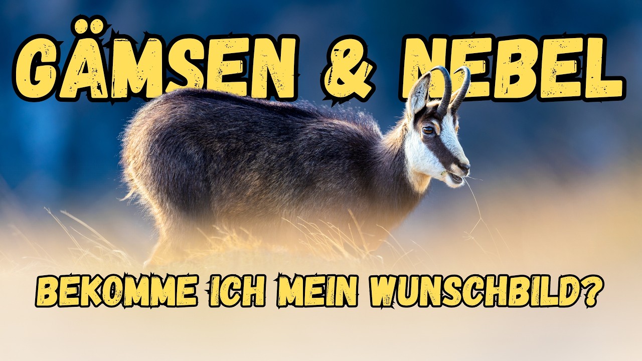 Gämsen vor der Kamera ist toll, aber im Winter noch besser... ich bin in den Vogesen unterwegs