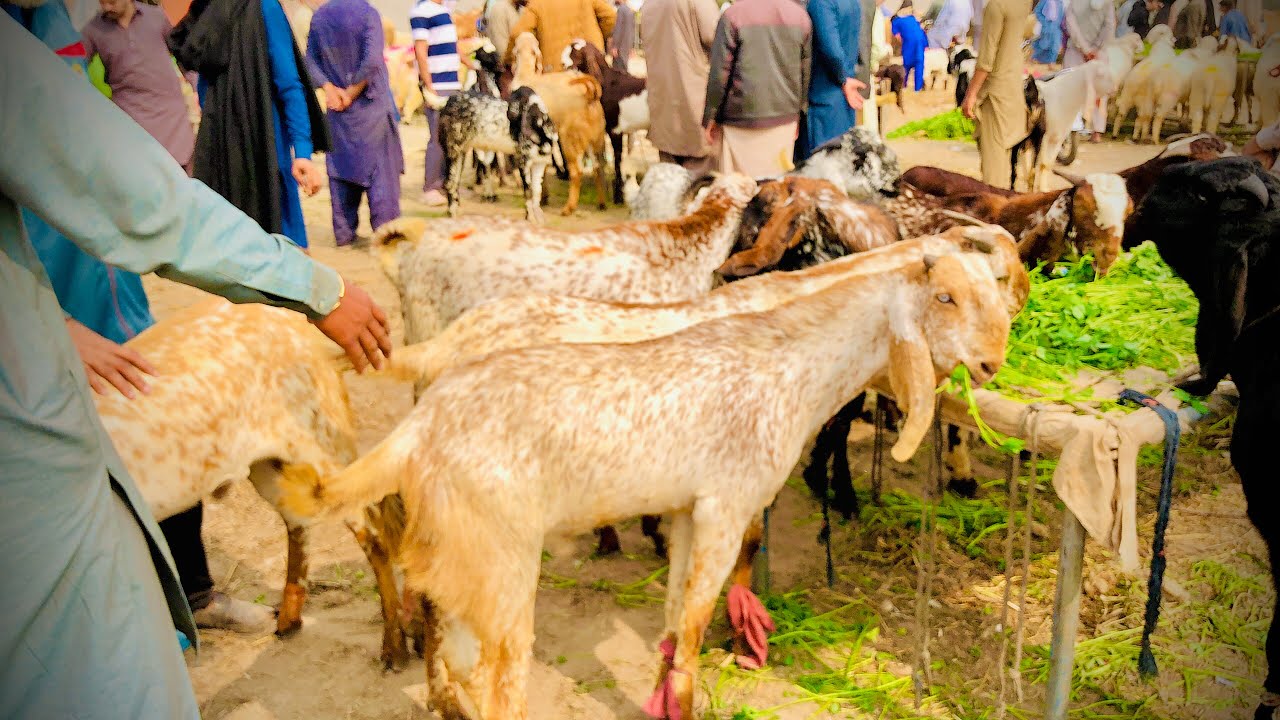  Lahore Shahpur Kanjra Mandi | Latest Update | Qurbani 2026 | Bakre | Chatre | Awami Shoq Official 