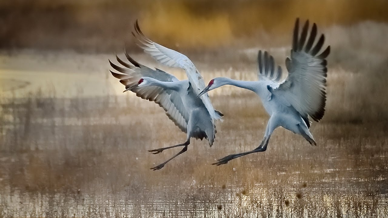 Farming for Bird Habitat in California's Delta