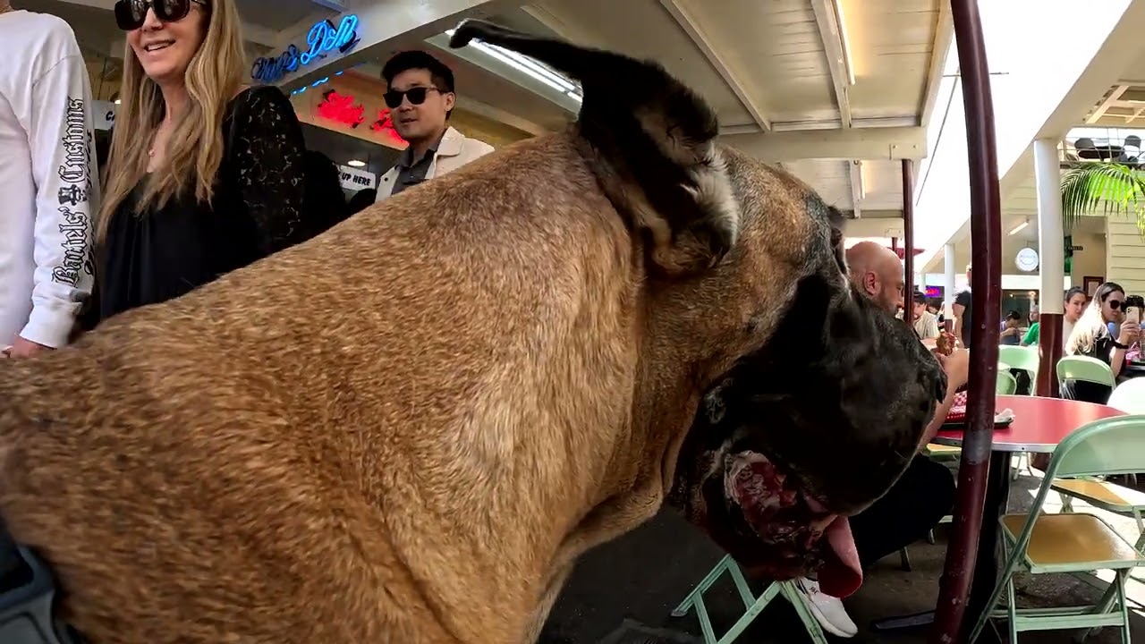 Cash 2.0 Great Dane at The Grove and Farmers Market in Los Angeles 110