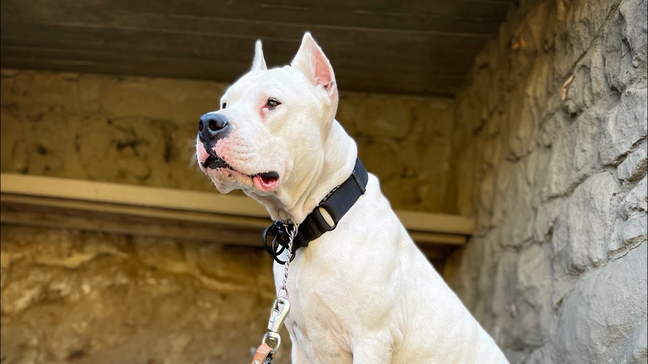 I TOOK my 3 DOGS TO THE DOG PARK ‼️( Dogo Argentino almost fights German Shepard)