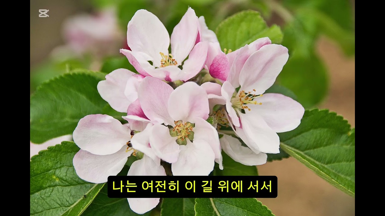 ​🎵 곡명: 연분홍 그리움 (고창에서)#감성발라드 #첫사랑 #그리움 #꽃비 #봄노래 #아련함 #고백 #추억여행​#고창벚꽃축제 #석정온천 #랜선여행 #고창애음악채널