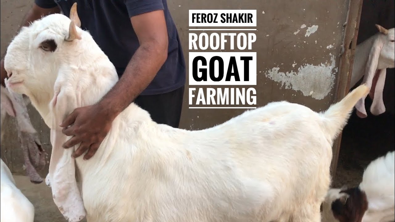 Feroz Shakir ki Gulabi Bakriyo ka Rooftop Setup | Rooftop Goat Farming | Nagra Farm