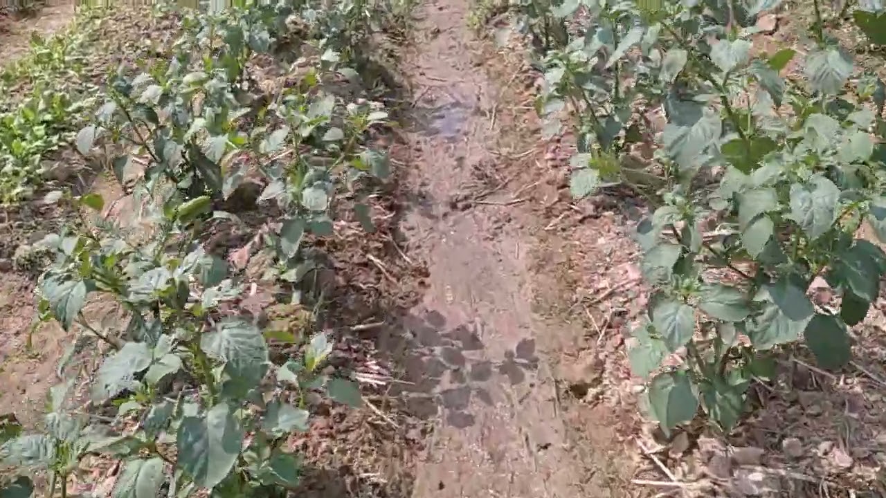 omset 1-3 juta sebulan dari menanam sayuran ini#petani#pertanian #kemangi #leunca#perkebunan