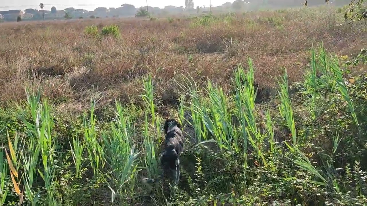 caccia al fagiano, il giovane Alex comincia a fare sul serio