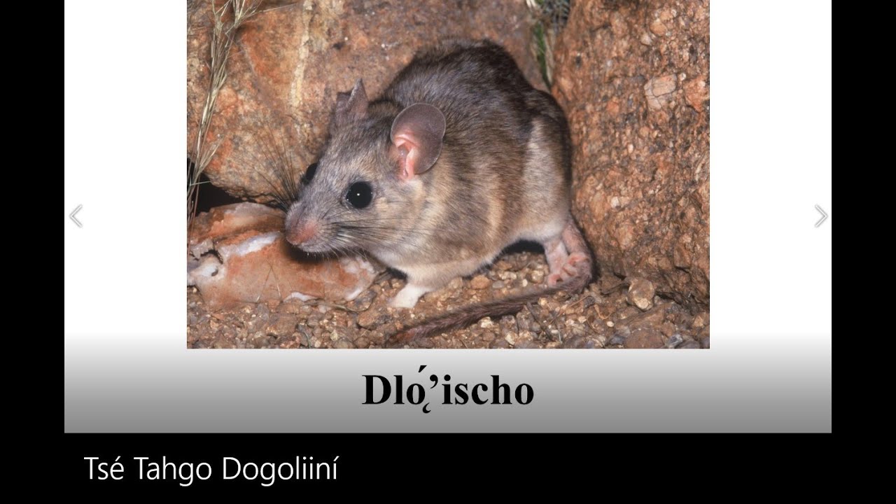 Western Apache Animals - Tsé Tahgo Dogoliiní