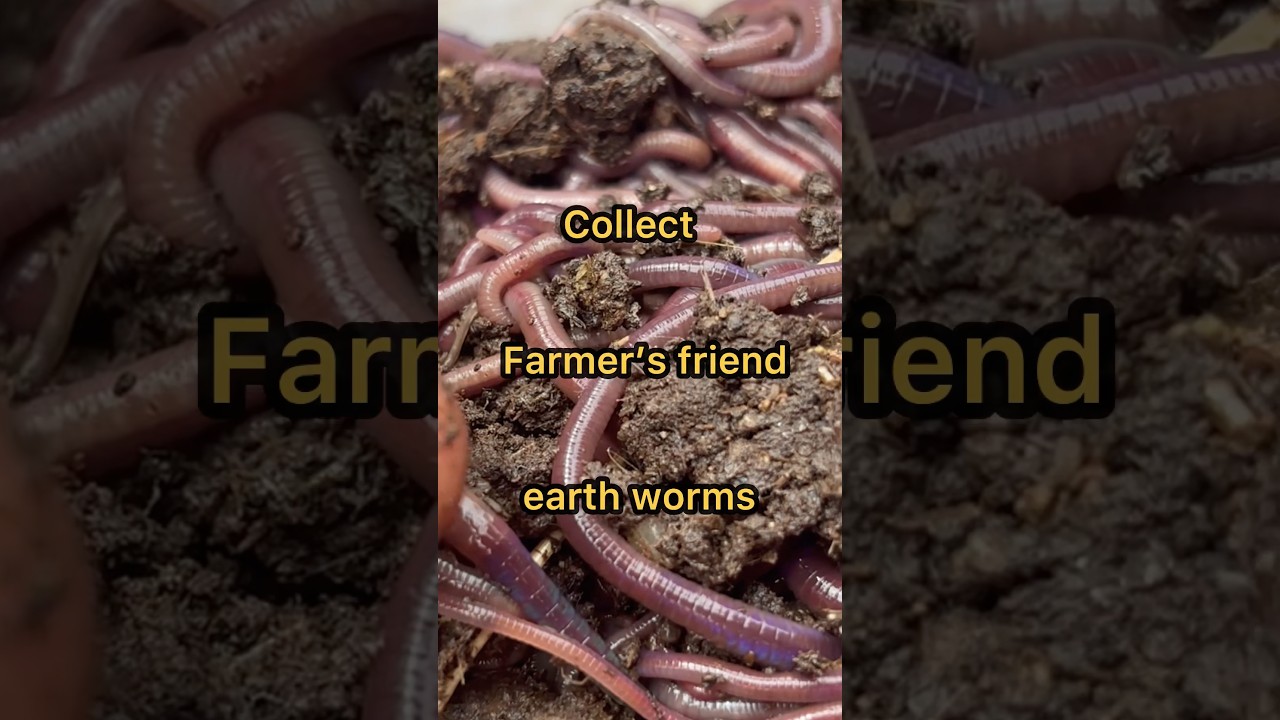 How to Grow organic banana by organic method