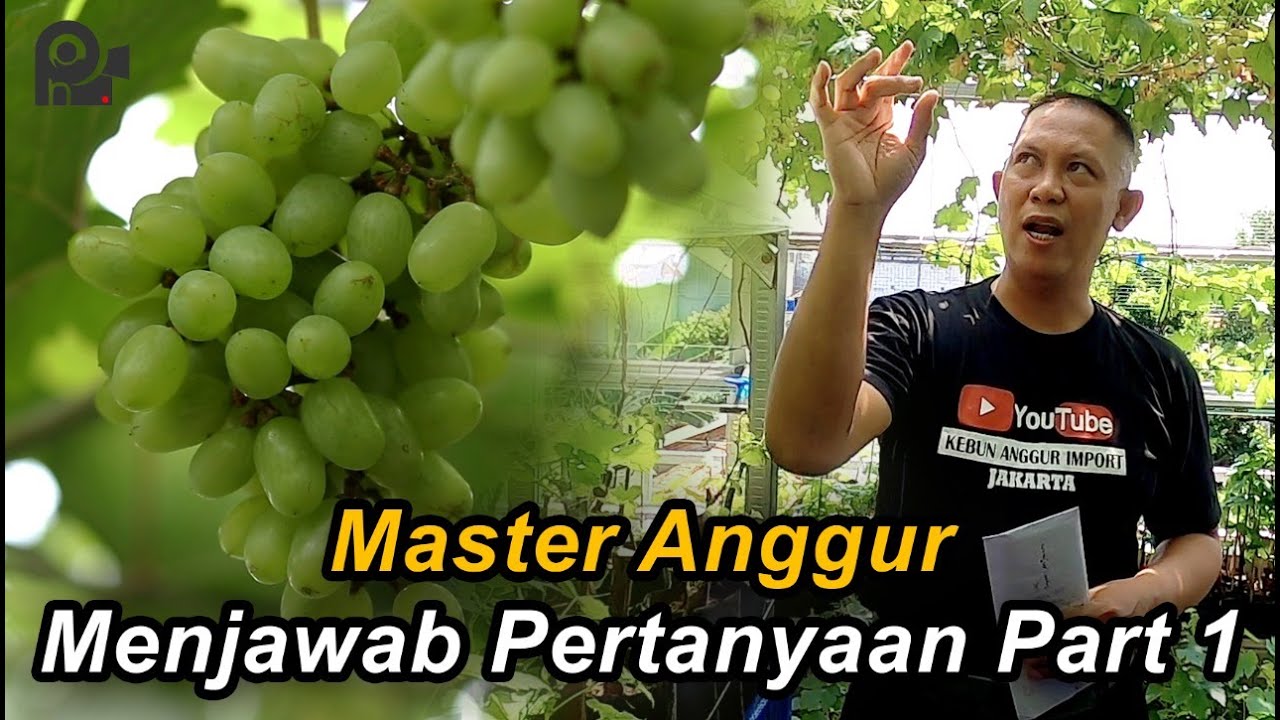 MASTER ANGGUR MENJAWAB PERTANYAAN PART 1