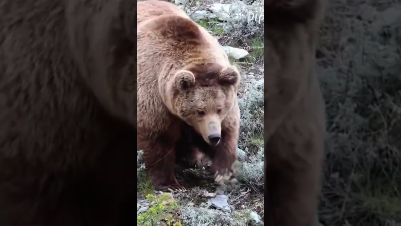 Himalayan brown bear #shorts #bear