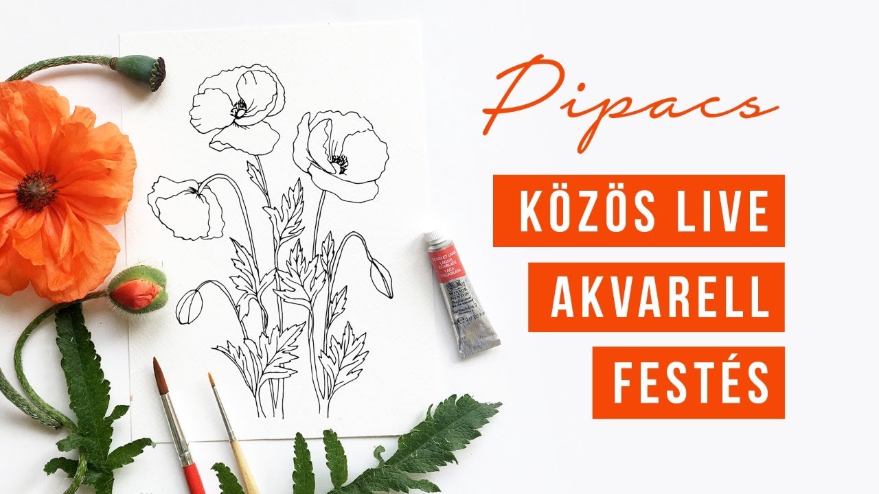 KÖZÖS FESTÉS - Pipacs botanikai illusztráció  | akvarell festés kezdőknek