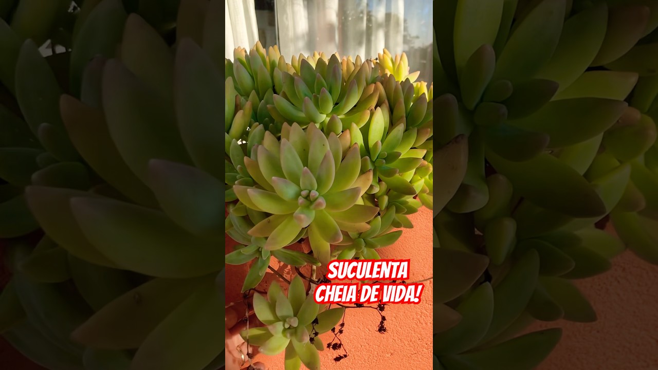 Olha s&oacute; o charme dessa suculenta! #Suculentas #Natureza #VerdeEmCasa #Plantas #BelezaNatural