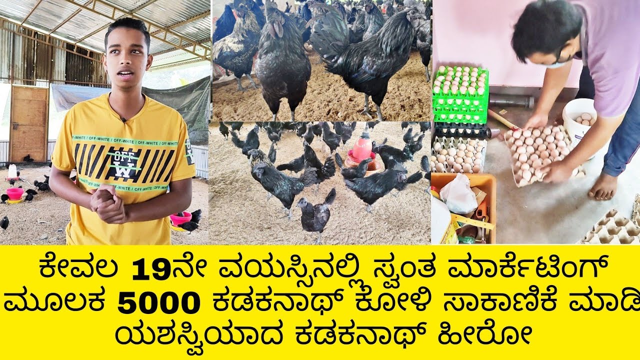 99869 88767 | kadaknath koli sales in karnataka | kadaknath koli sakanike |kadaknath chicken koli