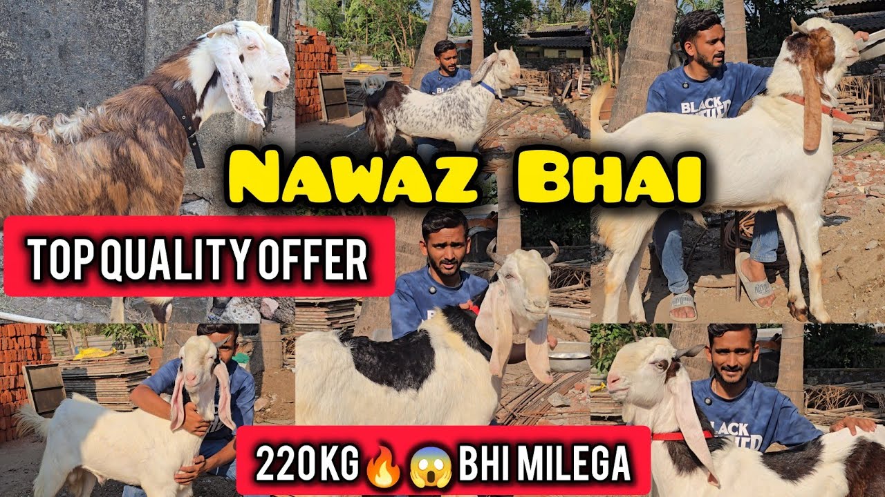 Top Quality Dhamaka🔥 Offer Vaccinated Goats Chanas Looto Aur Shouk Karo || Nawaz Bhai Uran Mumbai ||