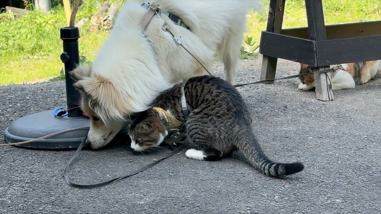 【女ひとりと犬猫3匹】大自然の中で暮らすとこうなります！