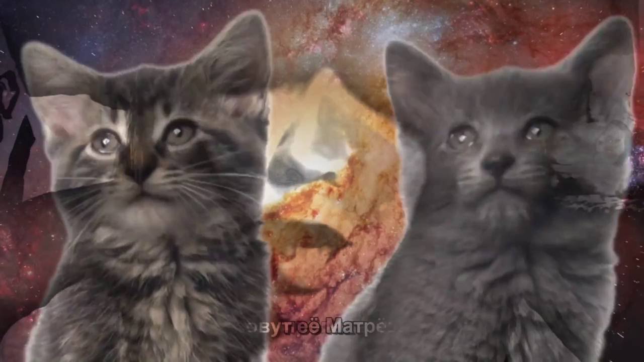 [ Samp TV ] - У меня пропала кошка