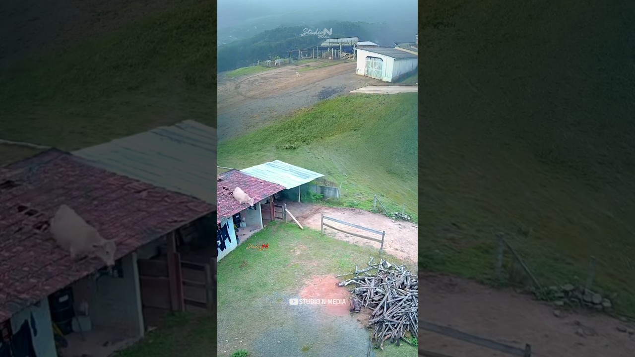Cow fell from roof 🐄😱 Luckily No Harms #shorts #cow #wildboar