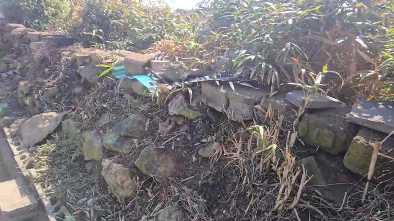 불쌍냥 밥 먹고가 자리 피해줄게 먹고가 아랫짖 할매 내가 있으니 나오다 드가네 푸하하하  농약좀 그만하쇼🥵🥵🥵🙏🍚🍖🍗❤️❤️😘😘😘😘😘