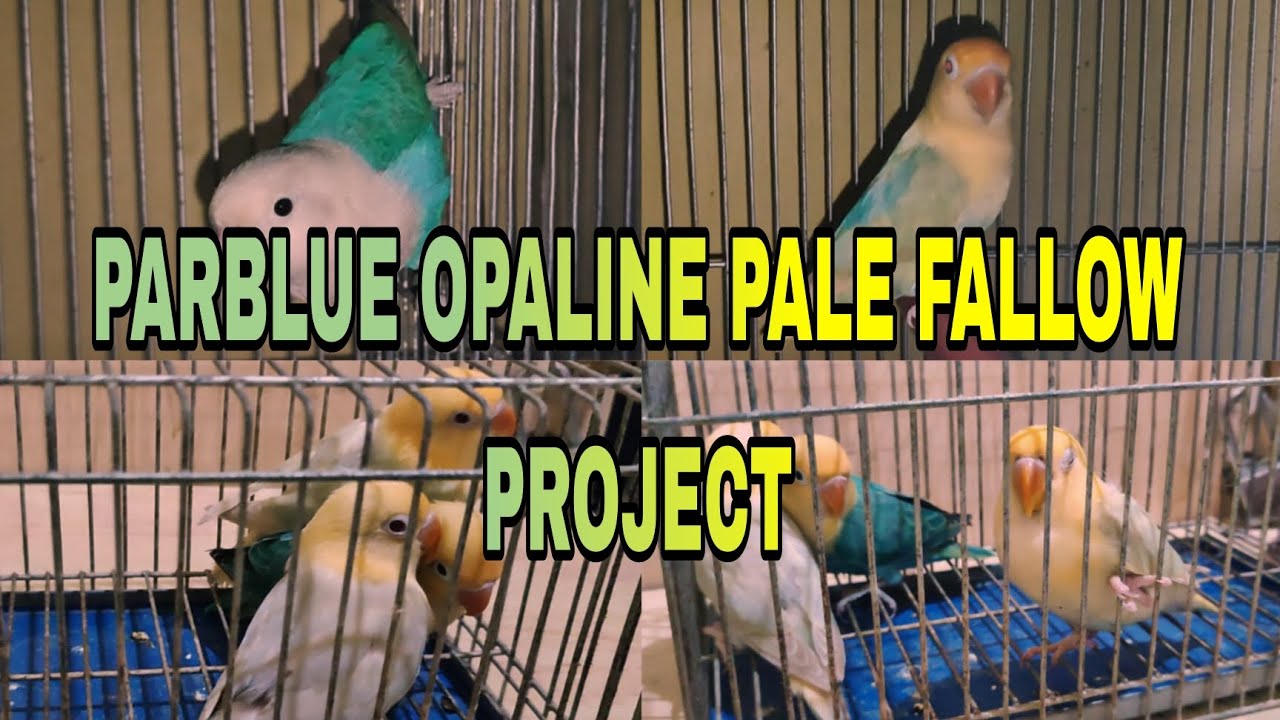 PARBLUE OPALINE PALE FALLOW PROJECT