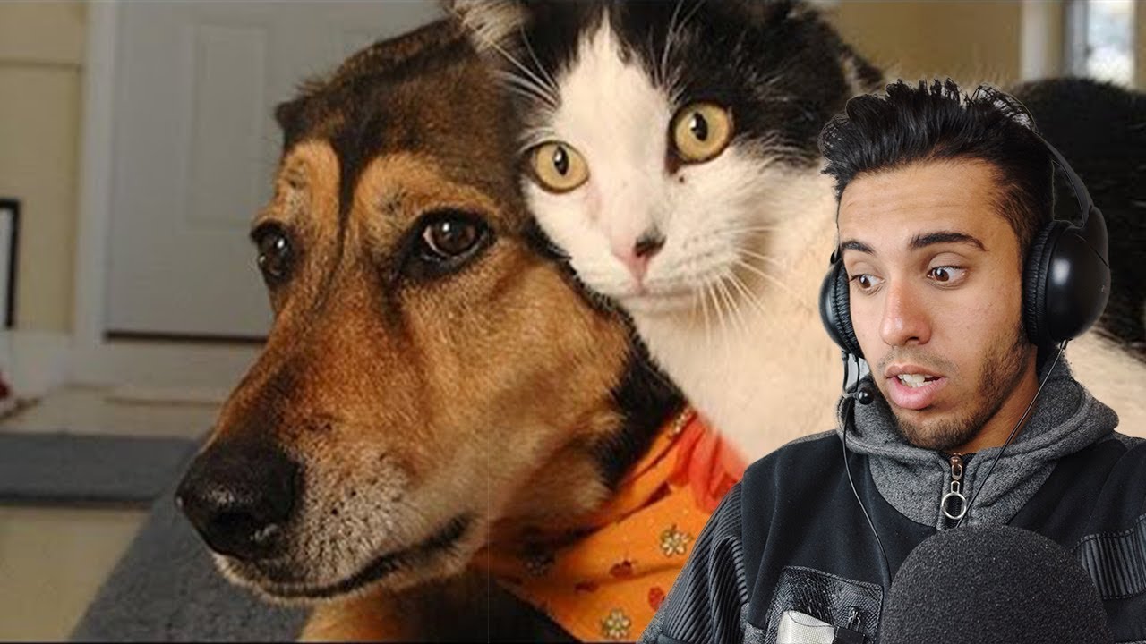 BEST REACTION VIDEO - Funny Dogs, Funny Cats Videos Ever