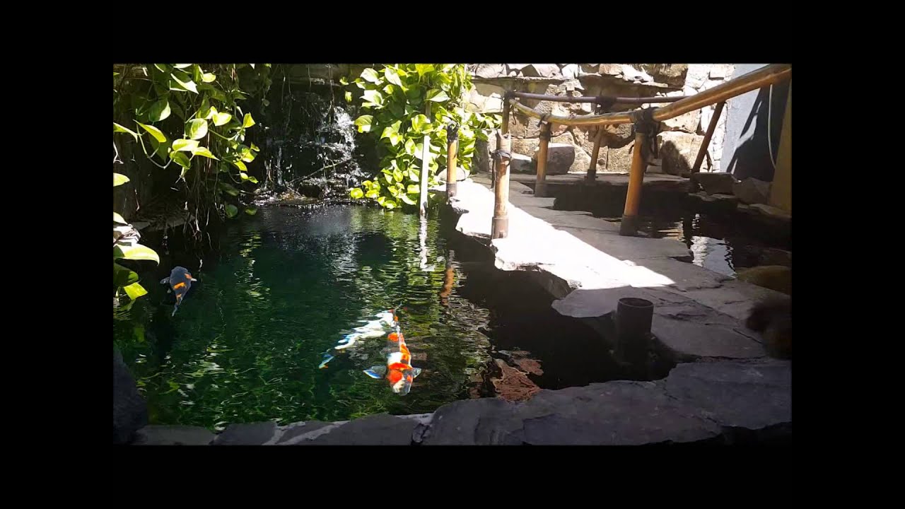Kolam koi jernih bening (Crystal Clear Water Koi Pond)