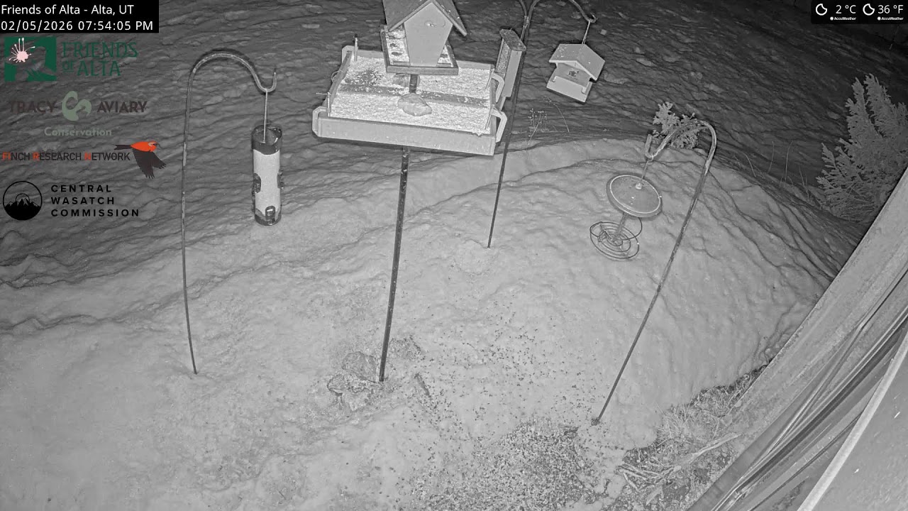 2026-02-05 - Day - Friends of Alta - Alta, UT - Live Stream Bird Feeder Cam