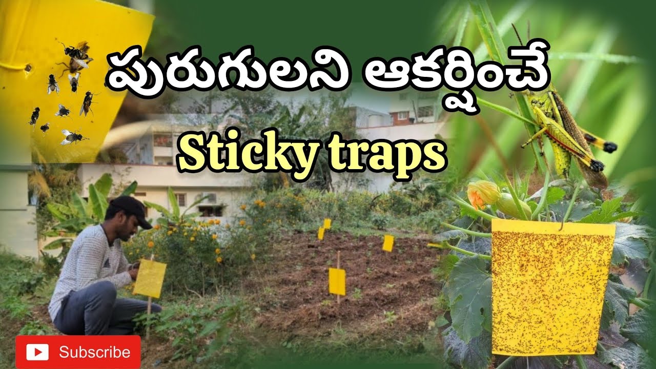 How to setup sticky traps | yellow traps | blue traps | |aphids,thrips, whiteflies,moths |