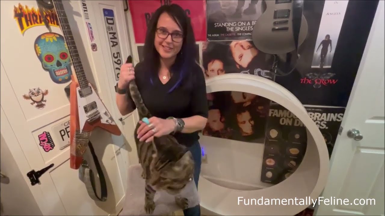 Приучите кошку принимать глазные капли