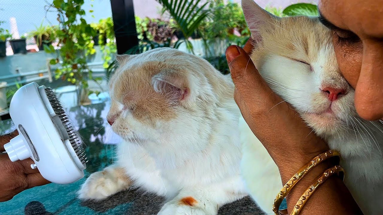 Shasha mapla pola jammunu akitan samathu pulla azhagan😍😍😍Day routine care