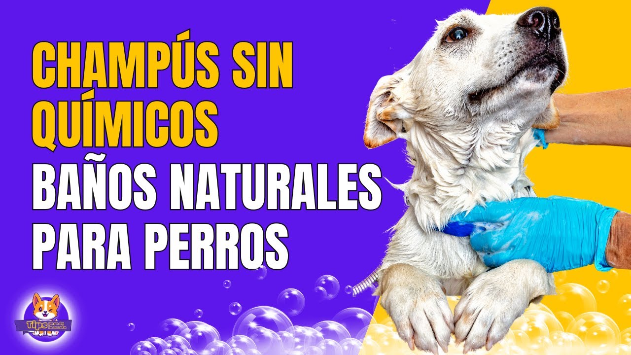 5 RECETAS SENCILLAS DE CHAMPÚ PARA PERROS: con productos naturales