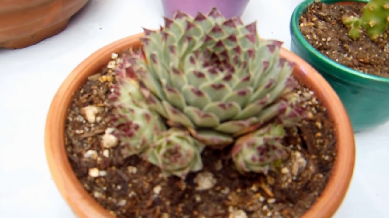 13 plantas para la suerte