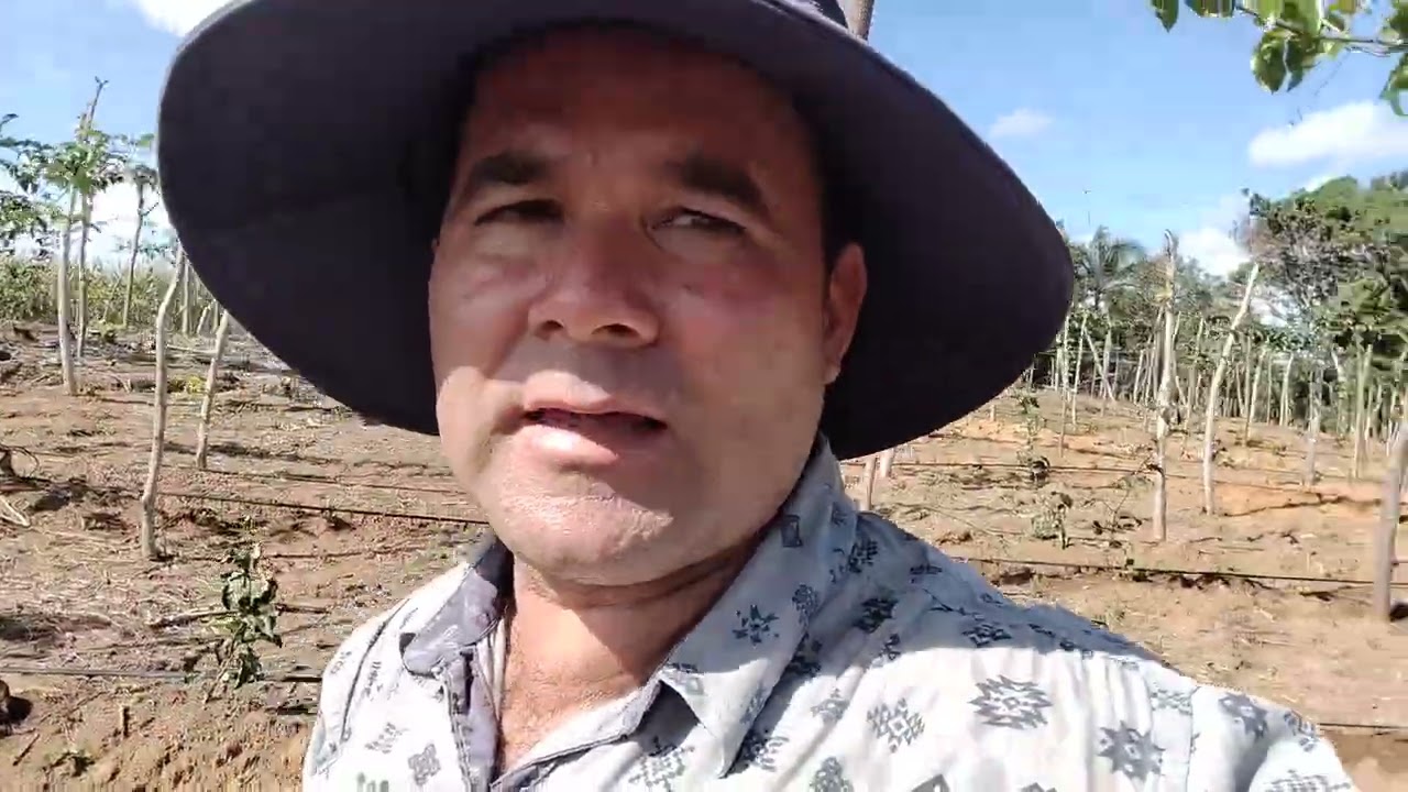 ¿ Por que es tan importante la poda de formación en el cultivo de maracuyá?.