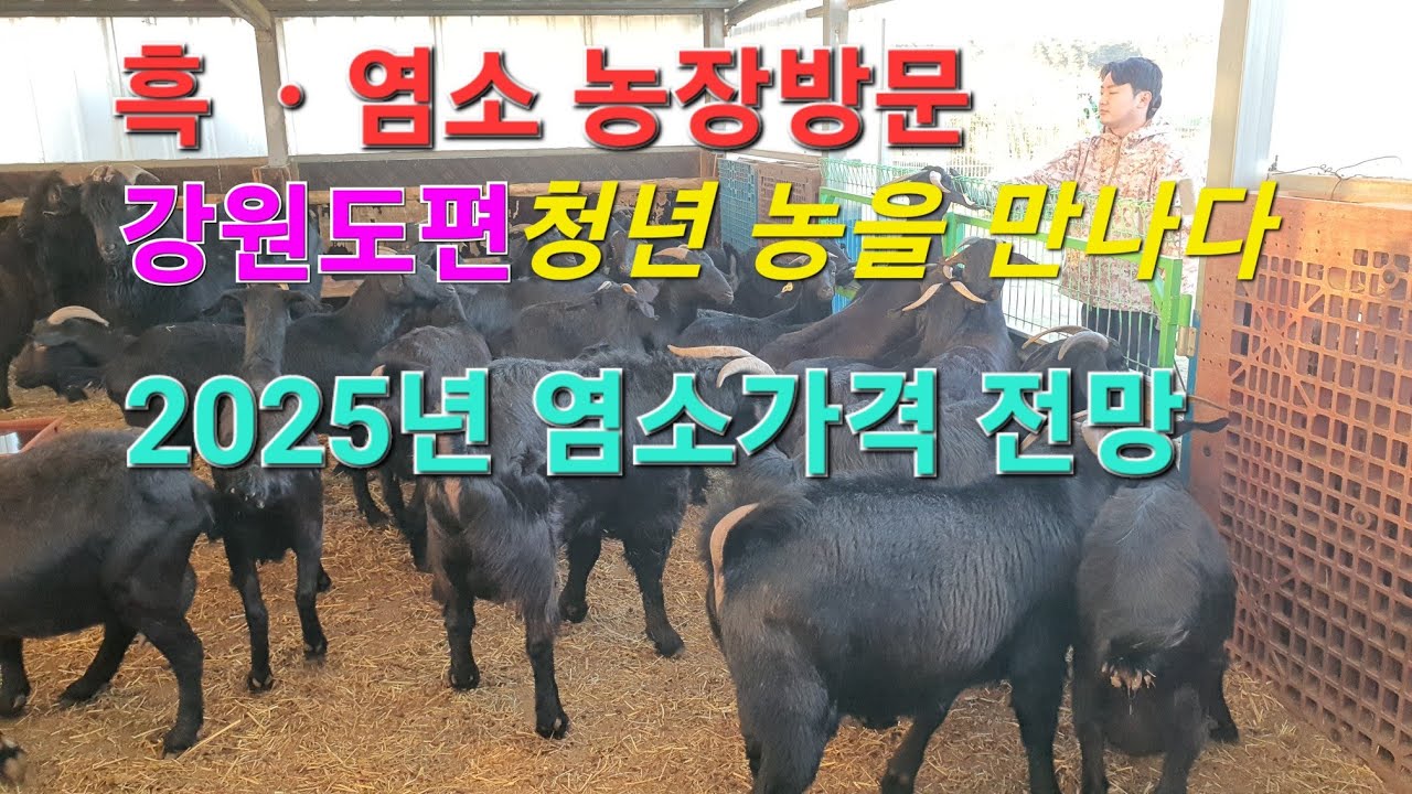 신성티브이[염소방송tv]염소축사 농장방문 강원도 청년농부 2025년 흑염소 분양 가격 전망 #흑염소 #염소 #분양 #염소축사 #축사 #농장방문 #신성