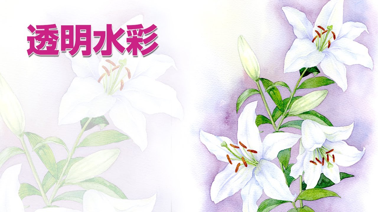 Watercolor plants 03【透明水彩で描く植物】百合の花（下書きから）