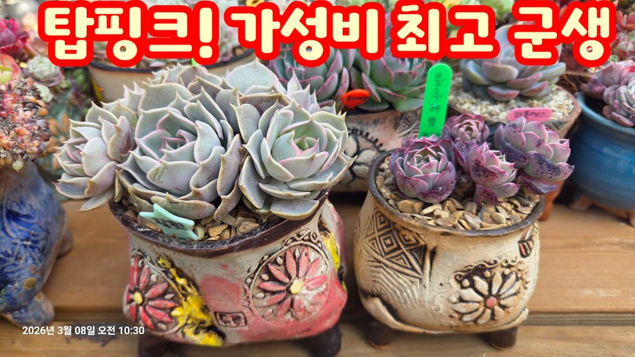 진짜다! 가성비 최고의 군생인데 ~ 가격은 착한 다육이랍니다💕 탑핑크군생 분갈이해요 