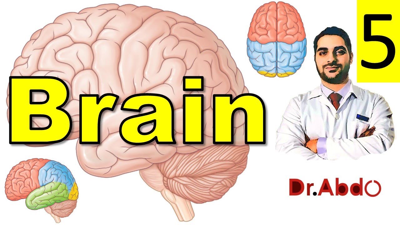 5. The #Brain || #Head_Anatomy Overview (5/9) || تشريح الدماغ || [A2]