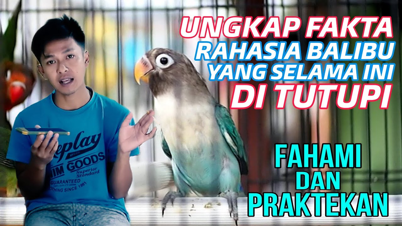 Membongkar Rahasianya Para Pemain BALIBU || MOHON DI PAHAMI DAN PRAKTEKAN